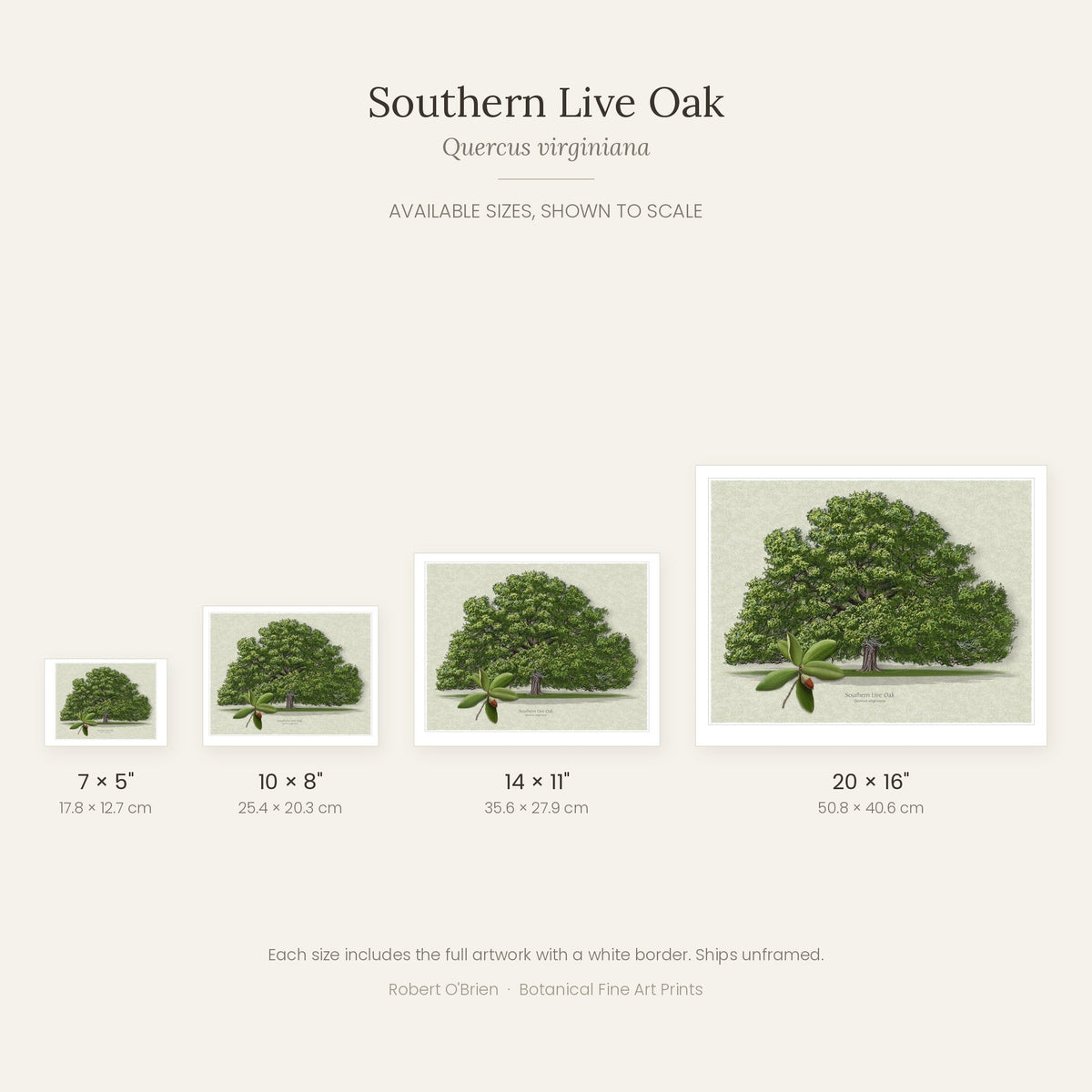 Southern Live Oak print in 7x5, 10x8, 14x11 and 20x16 inch sizes, shown to scale