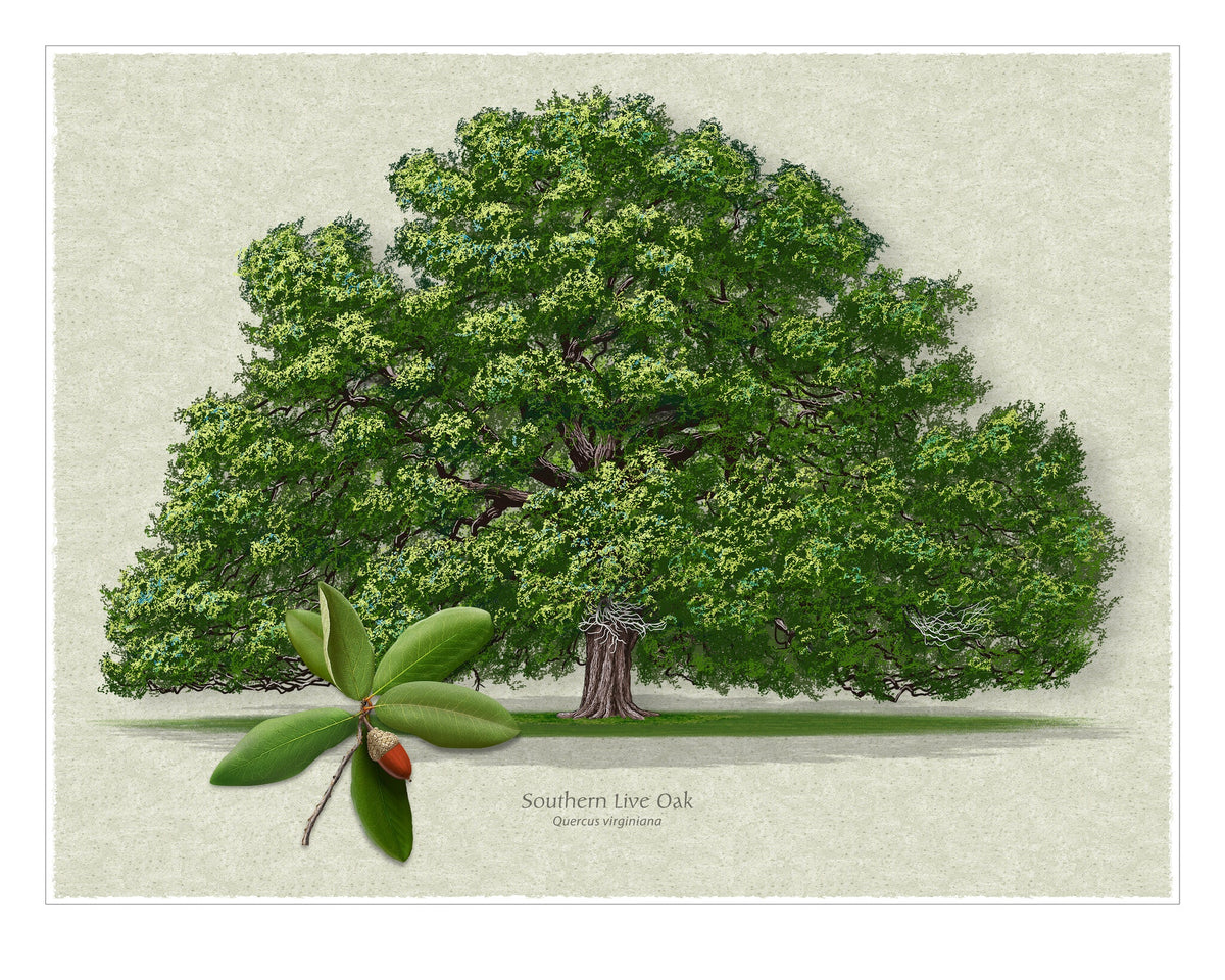Southern Live Oak (Quercus virginiana) horizontal botanical illustration by Robert O'Brien
