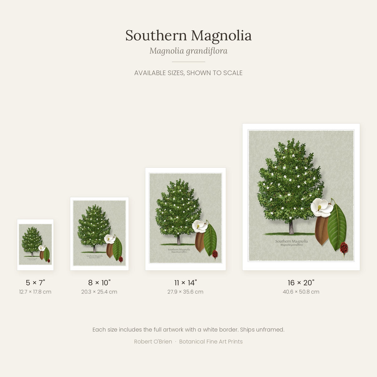 Southern Magnolia print in 5x7, 8x10, 11x14 and 16x20 inch sizes, shown to scale