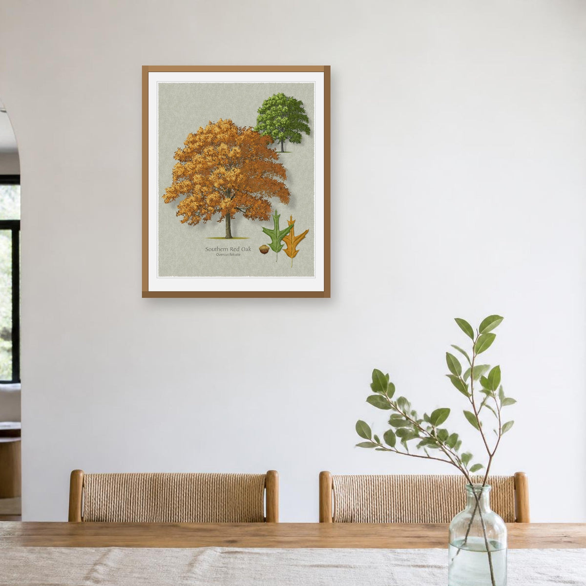 Southern Red Oak botanical print by Robert O'Brien shown framed on a wall (frame not included)