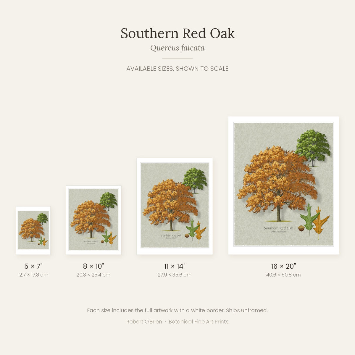 Southern Red Oak print in 5x7, 8x10, 11x14 and 16x20 inch sizes, shown to scale