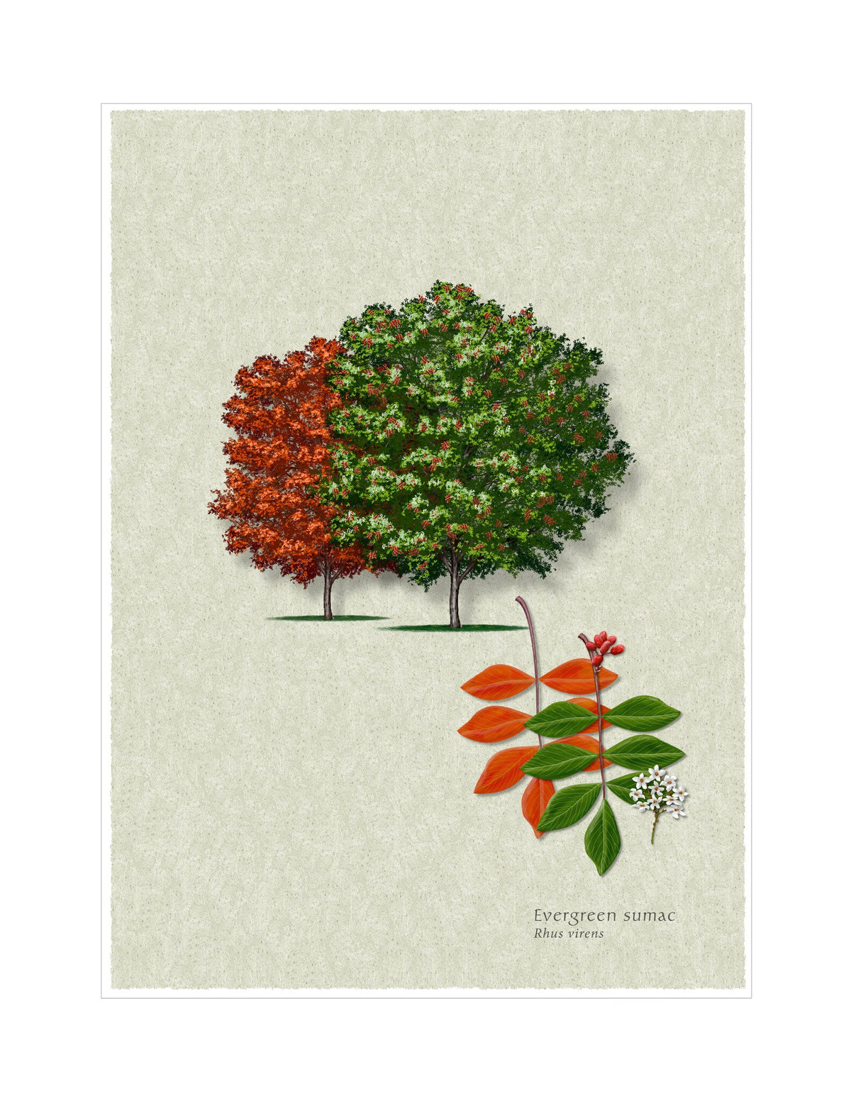 Evergreen Sumac botanical illustration by Robert O'Brien