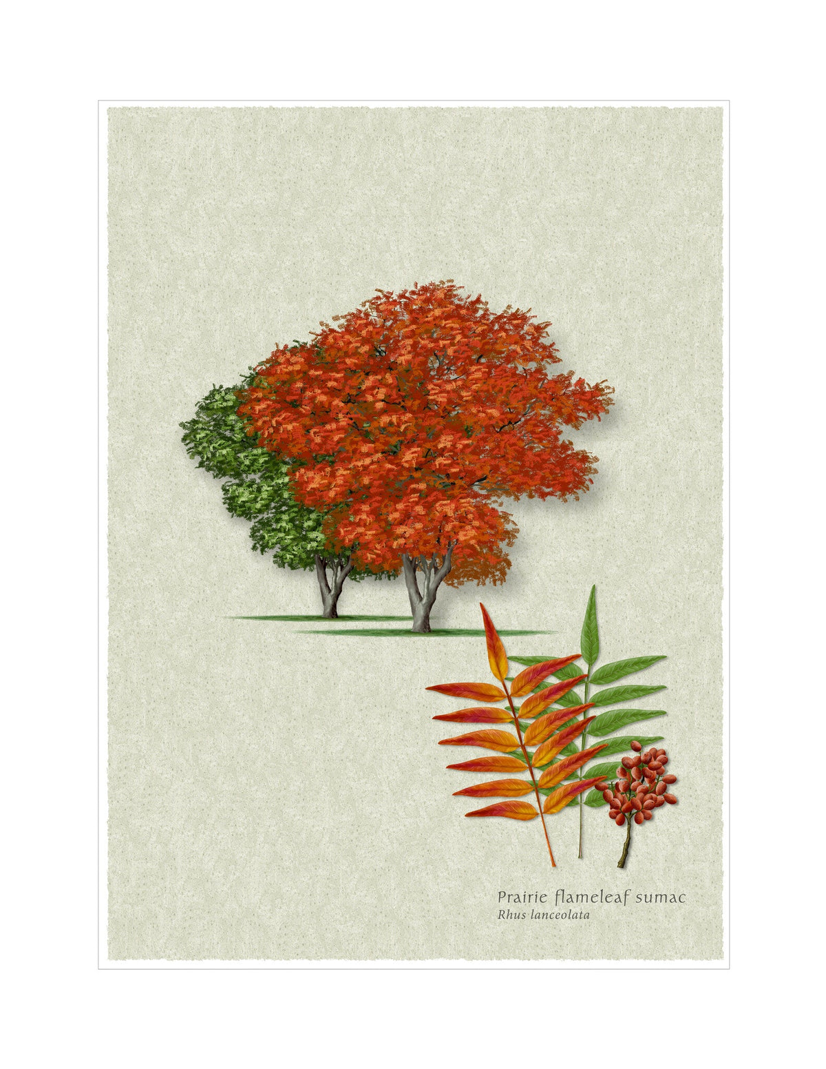 Prairie Flameleaf Sumac botanical illustration by Robert O'Brien