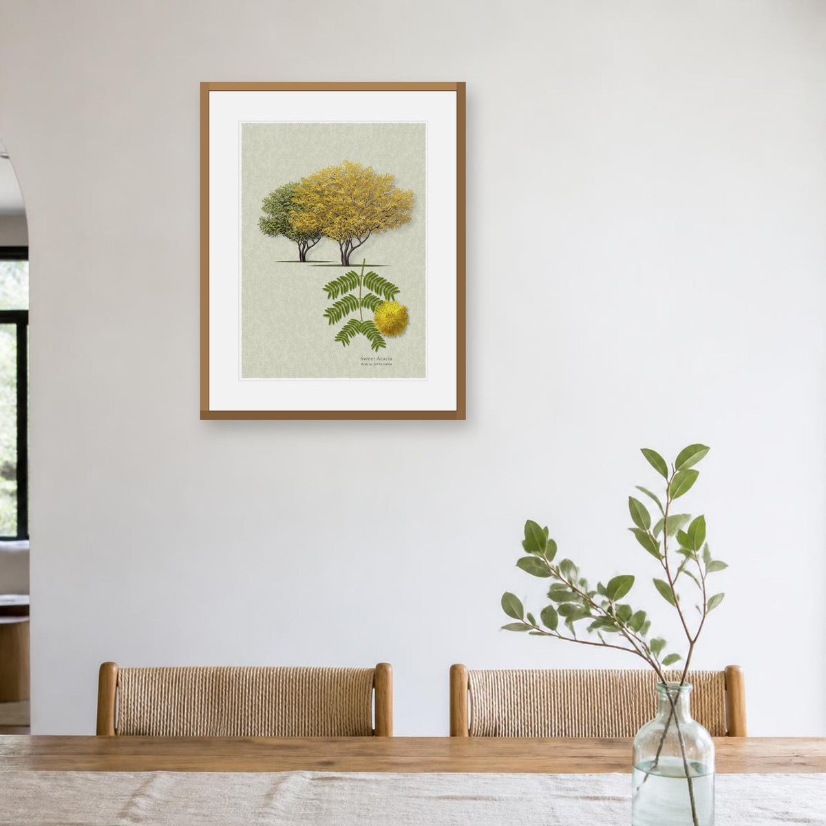 Sweet Acacia botanical print by Robert O'Brien shown framed on a wall (frame not included)