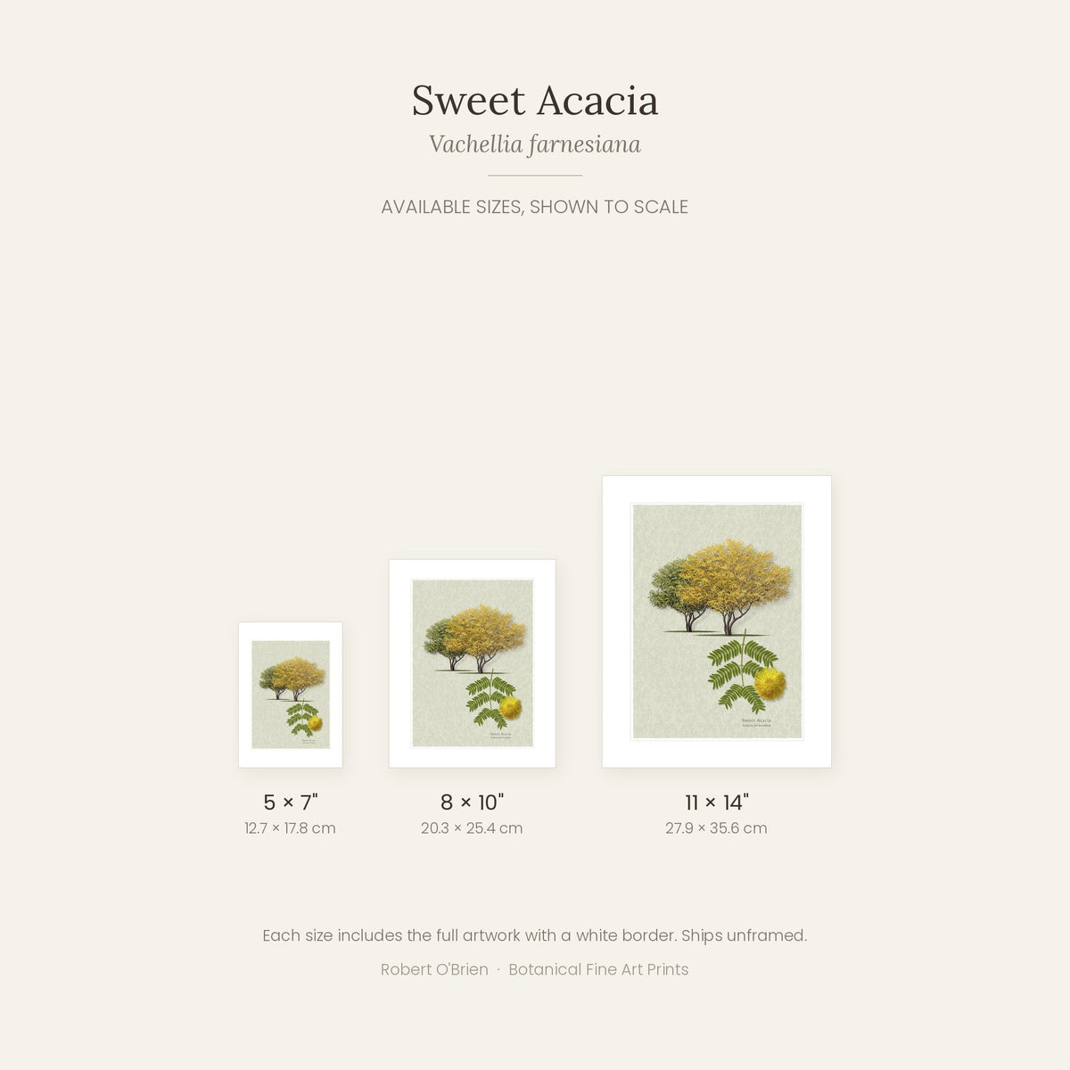 Sweet Acacia print in 5x7, 8x10 and 11x14 inch sizes, shown to scale