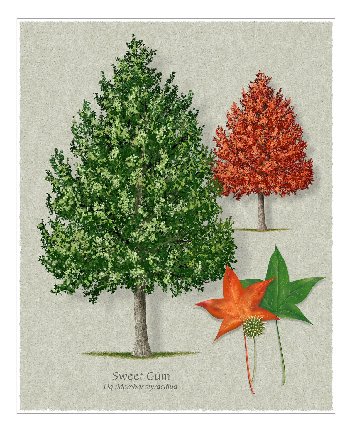Sweetgum botanical illustration by Robert O'Brien