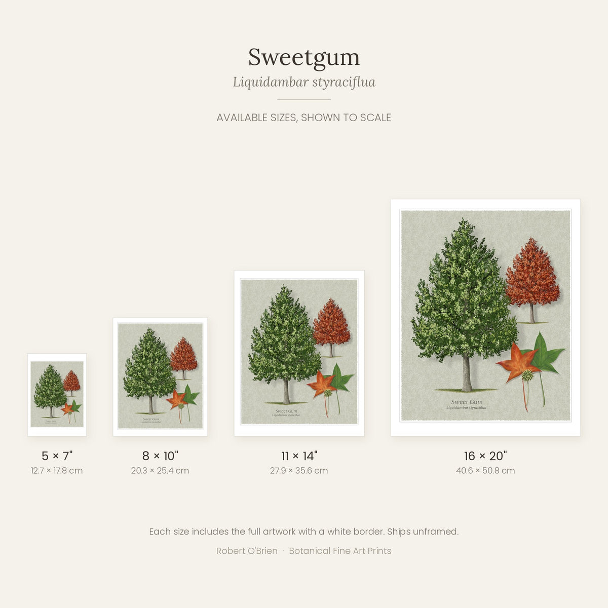 Sweetgum print in 5x7, 8x10, 11x14 and 16x20 inch sizes, shown to scale