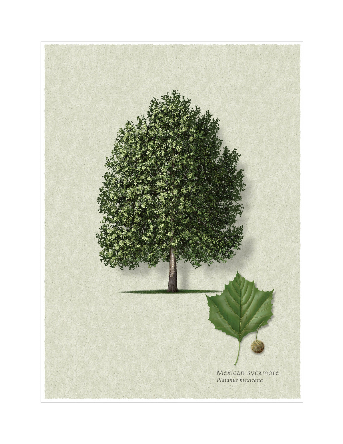 Mexican Sycamore botanical illustration by Robert O'Brien