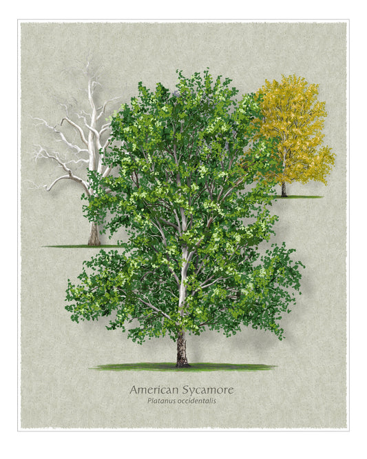 American Sycamore botanical illustration by Robert O'Brien