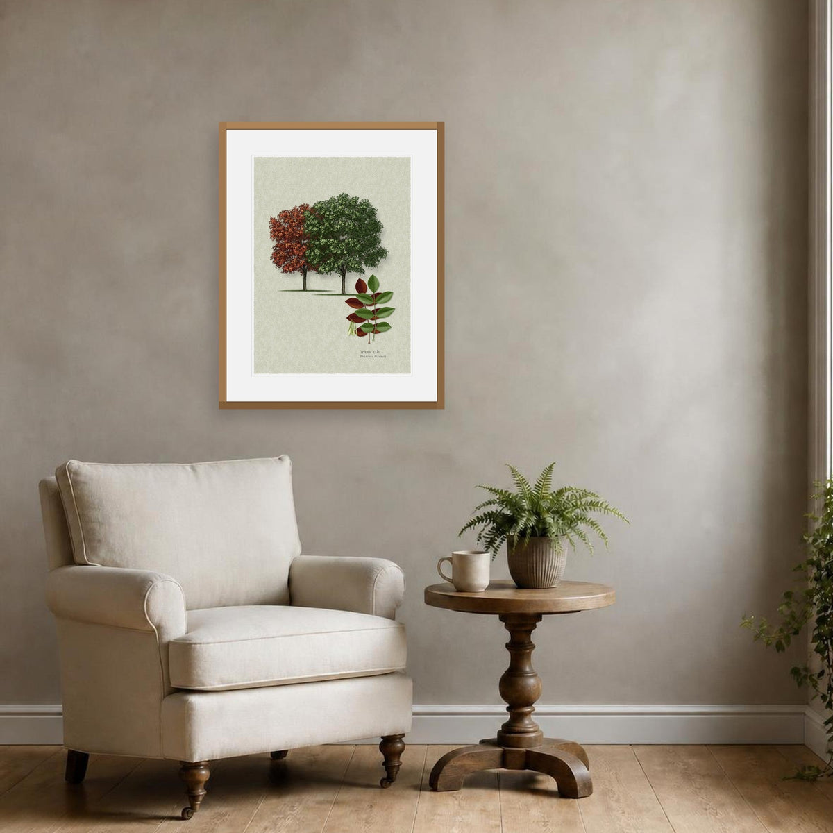 Texas Ash botanical print by Robert O'Brien shown framed on a wall (frame not included)