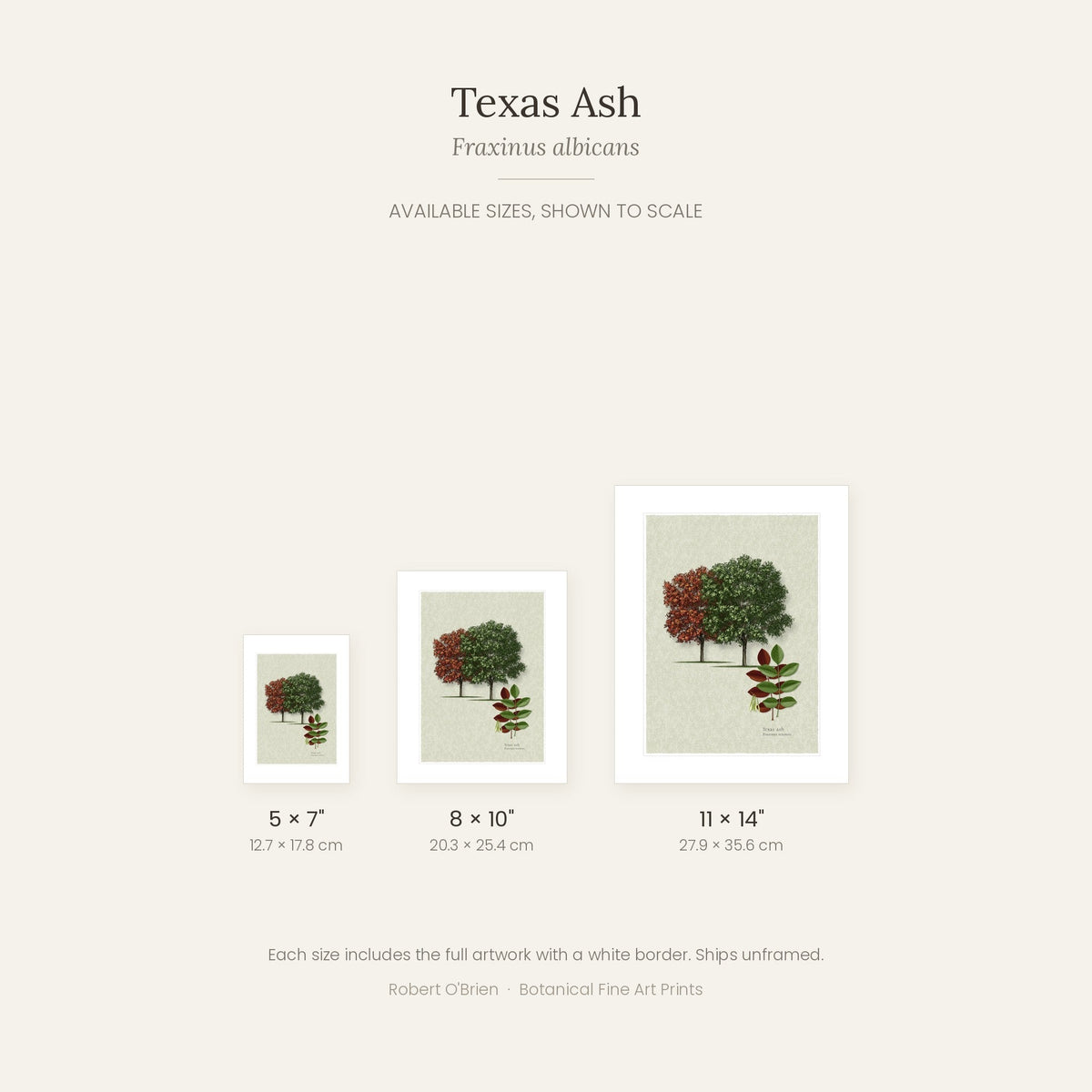Texas Ash print in 5x7, 8x10 and 11x14 inch sizes, shown to scale