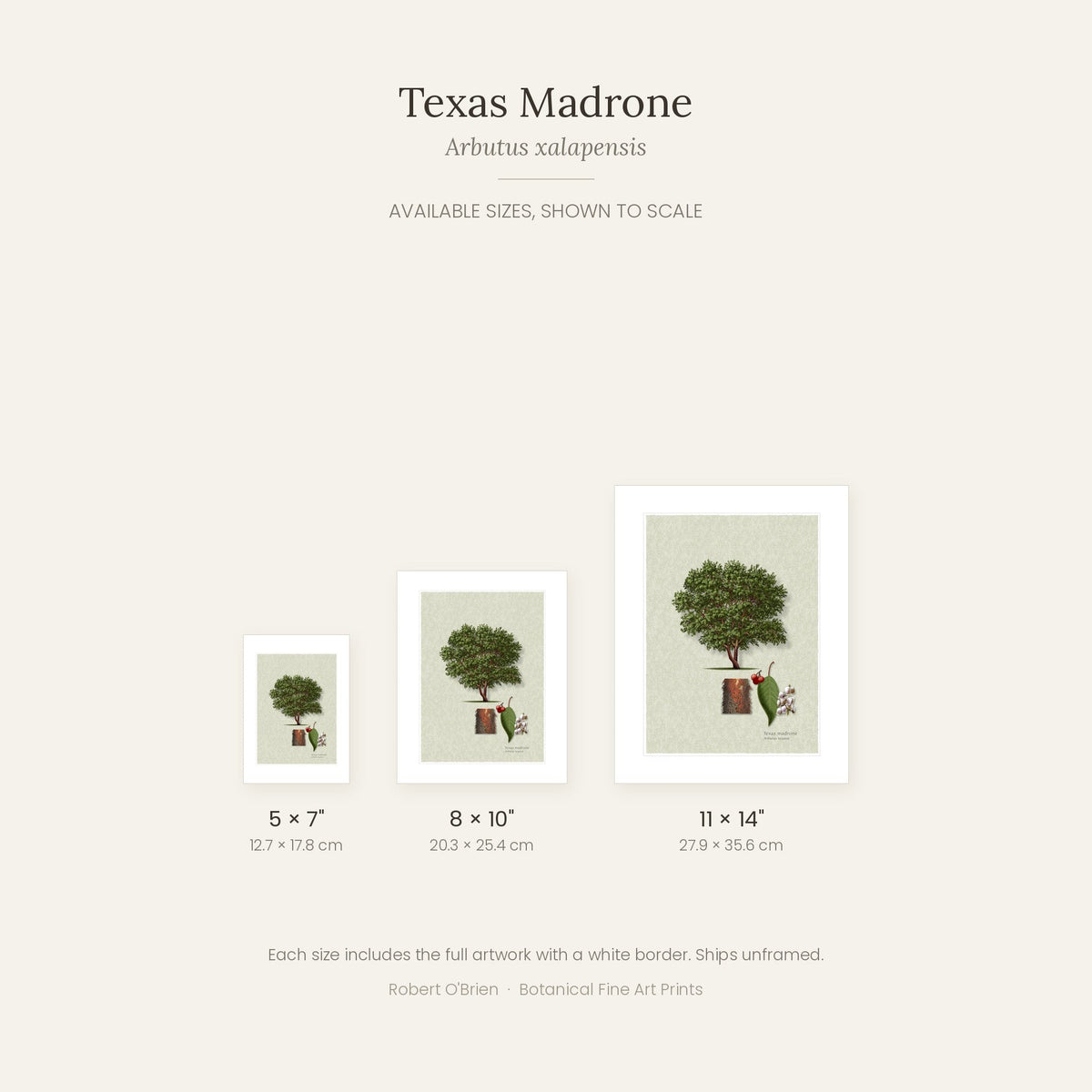 Texas Madrone print in 5x7, 8x10 and 11x14 inch sizes, shown to scale