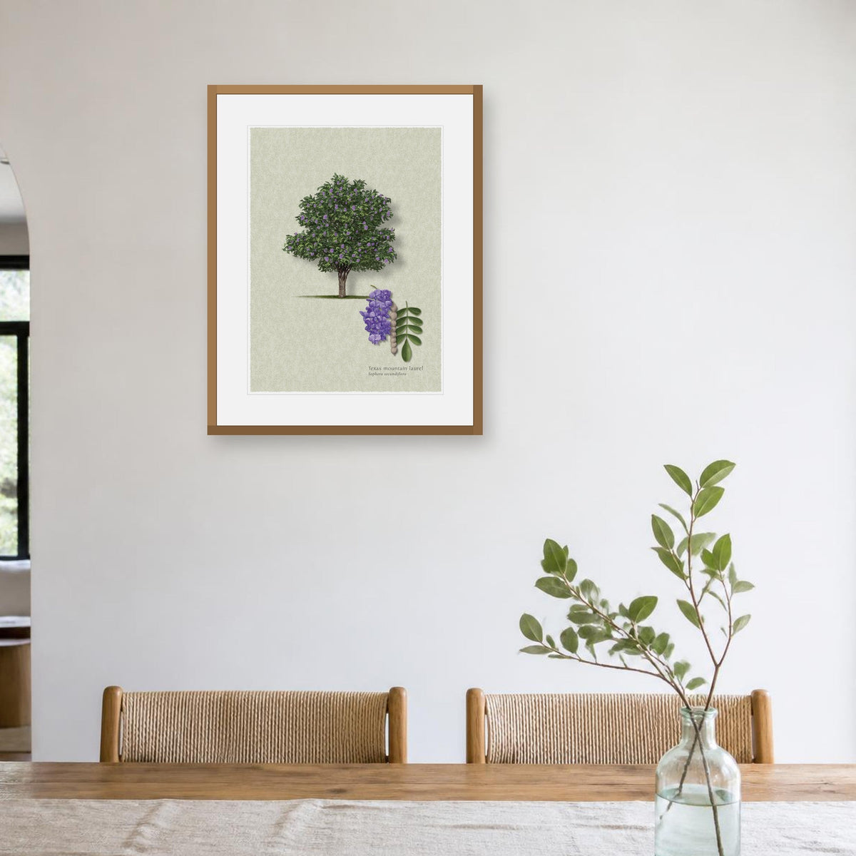 Texas Mountain Laurel botanical print by Robert O'Brien shown framed on a wall (frame not included)