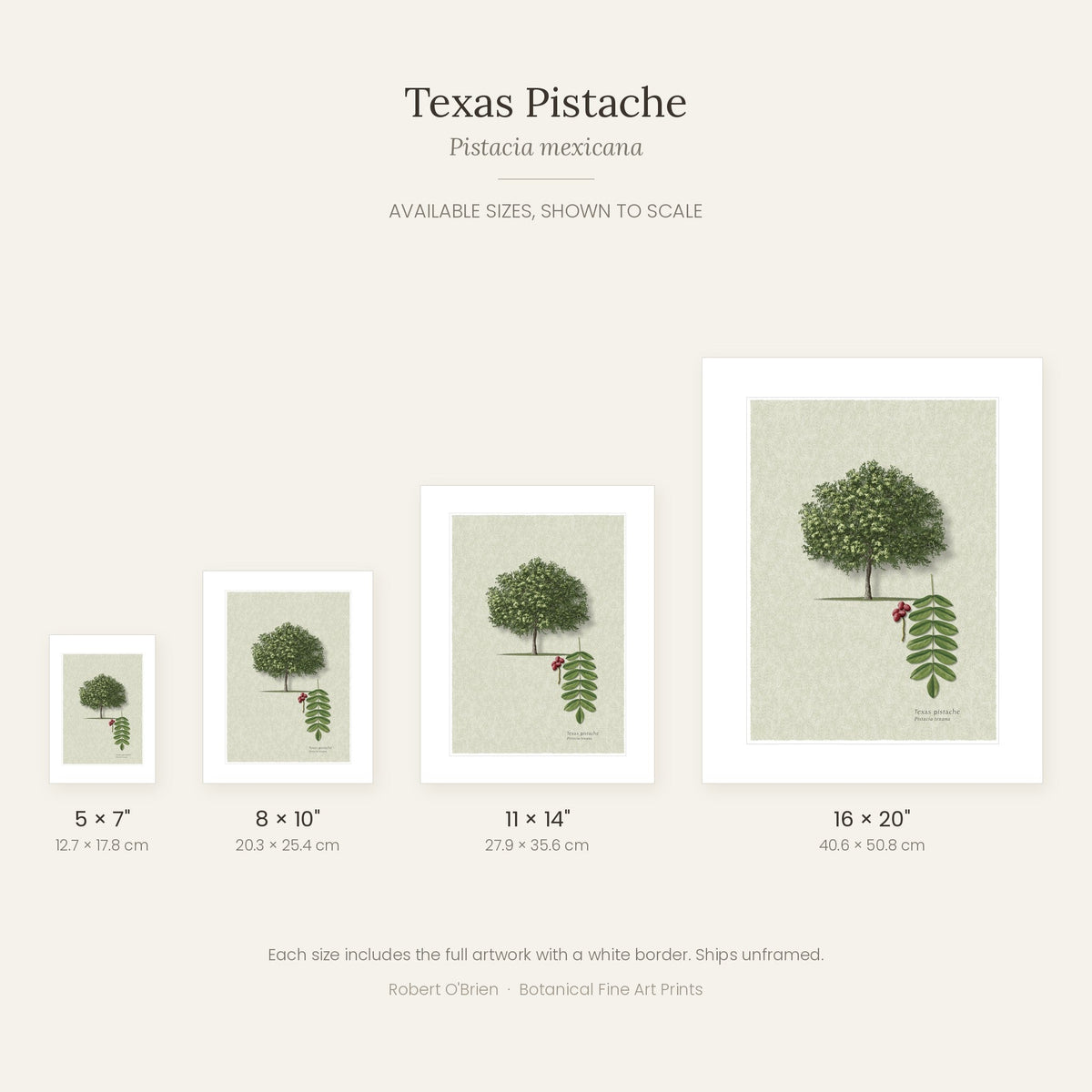 Texas Pistache print in 5x7, 8x10, 11x14 and 16x20 inch sizes, shown to scale