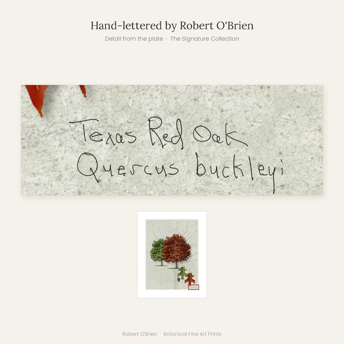 Close-up of Robert O'Brien's hand-lettering on the Texas Red Oak, Seasonal Study plate