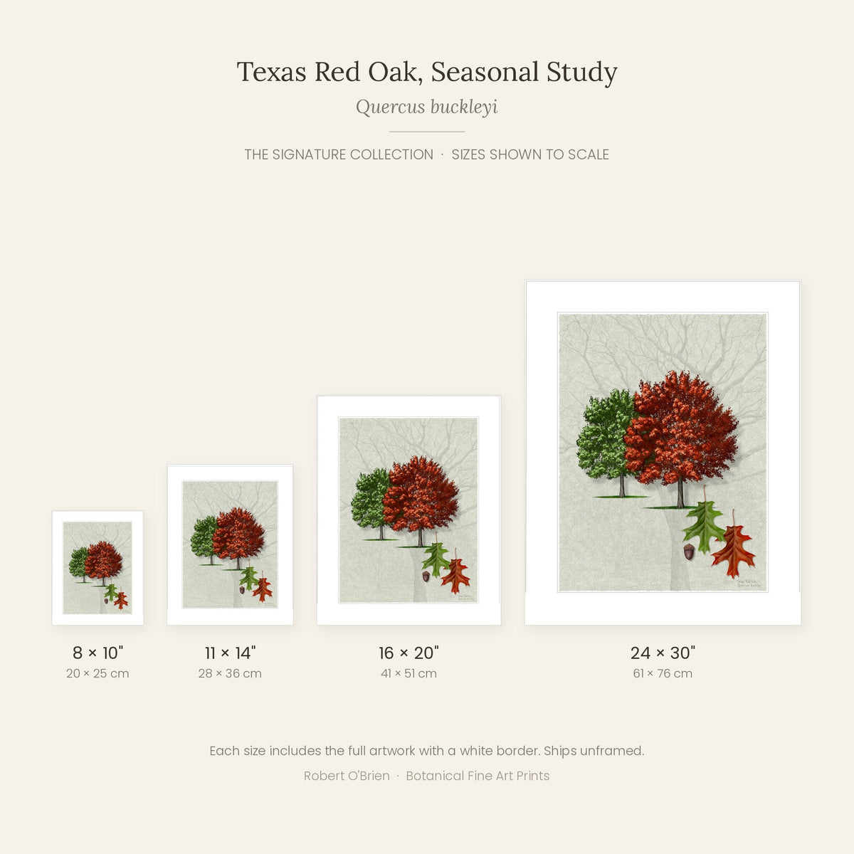 Texas Red Oak, Seasonal Study print sizes shown to scale: 8x10, 11x14, 16x20, 24x30