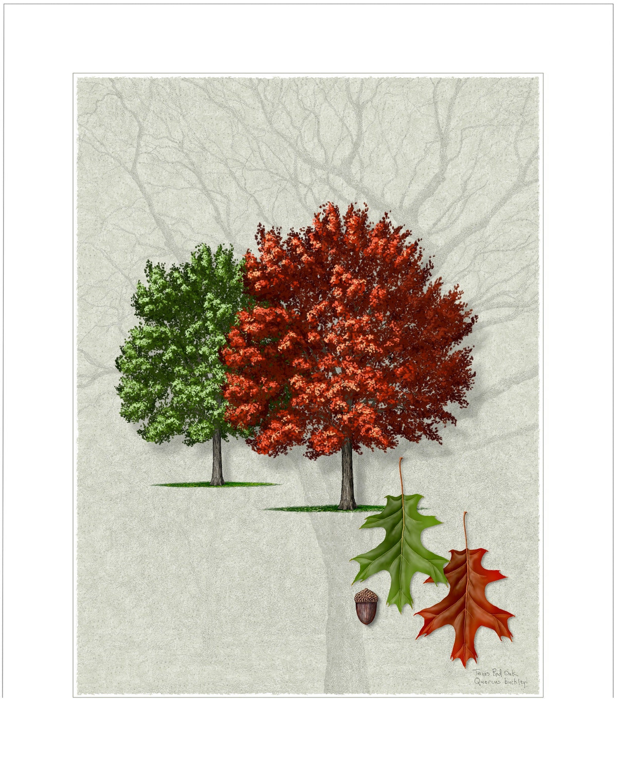 Texas Red Oak, Seasonal Study (Quercus buckleyi) botanical illustration by Robert O'Brien