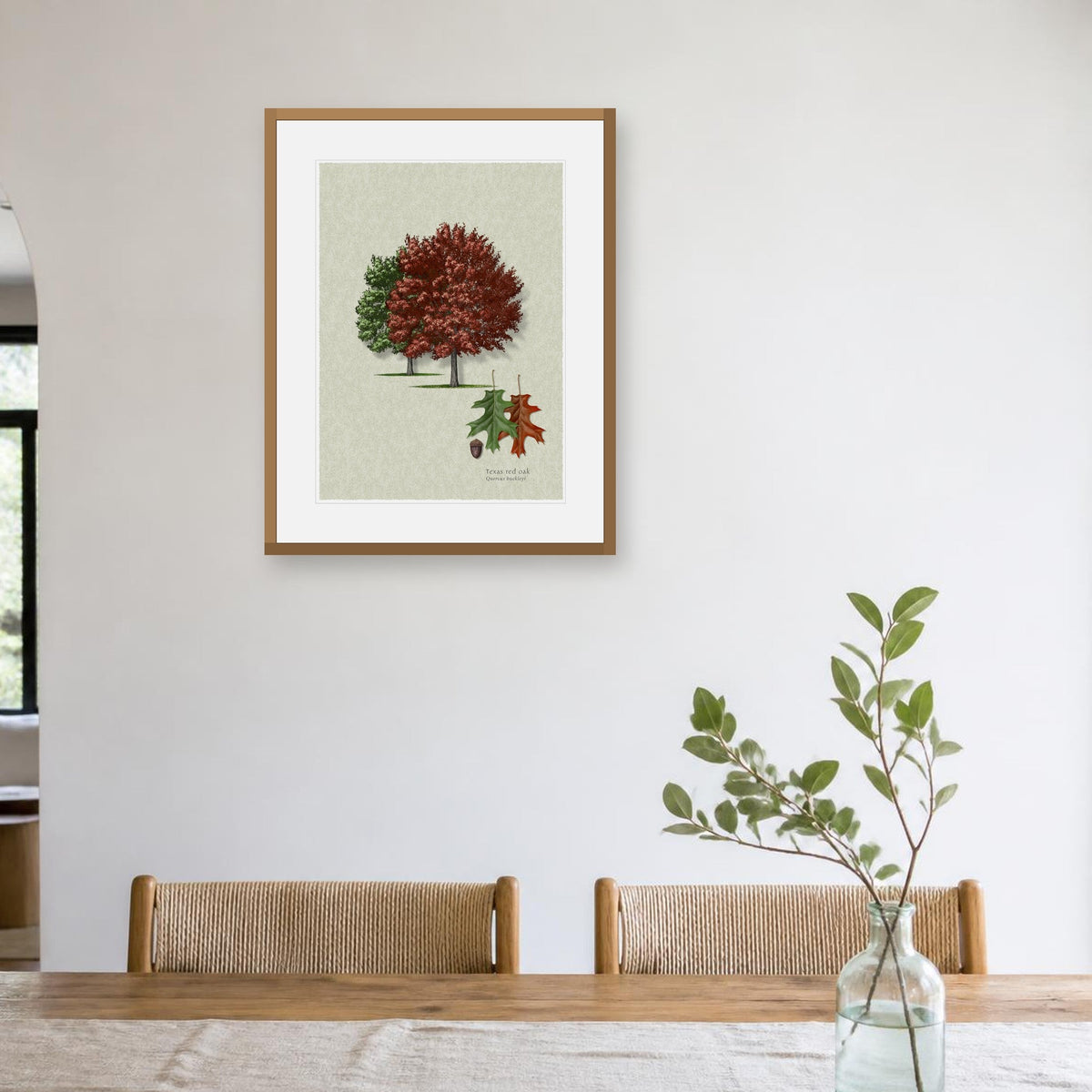 Texas Red Oak botanical print by Robert O'Brien shown framed on a wall (frame not included)