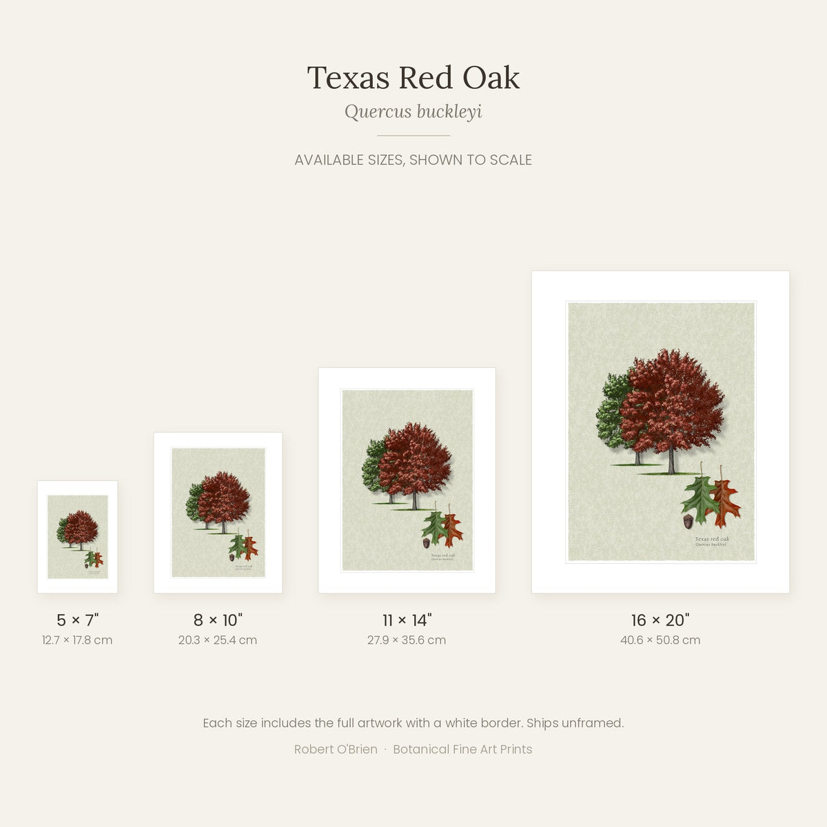 Texas Red Oak print in 5x7, 8x10, 11x14 and 16x20 inch sizes, shown to scale