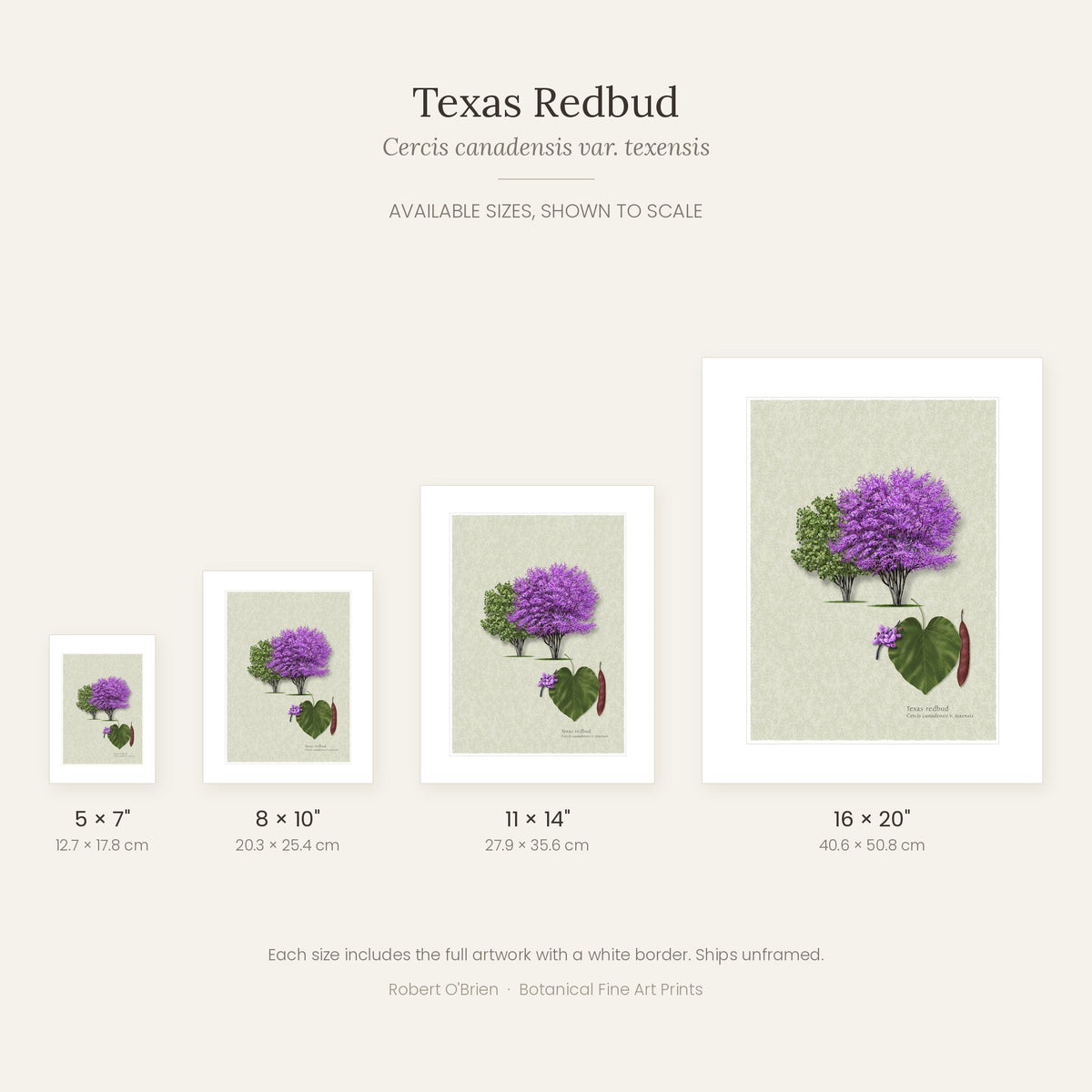Texas Redbud print in 5x7, 8x10, 11x14 and 16x20 inch sizes, shown to scale
