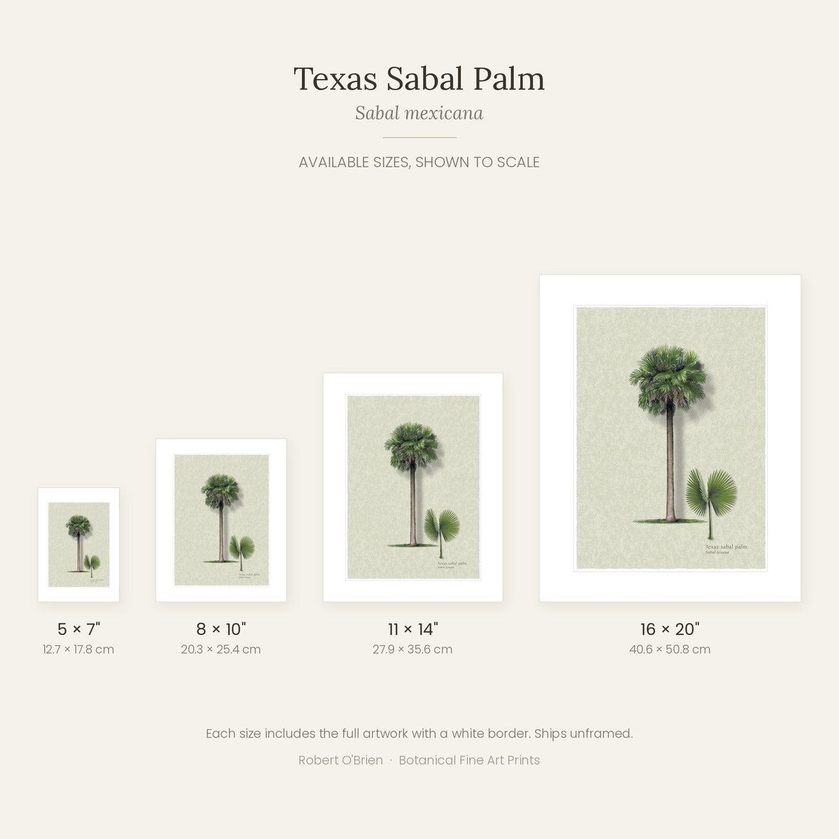 Texas Sabal Palm print in 5x7, 8x10, 11x14 and 16x20 inch sizes, shown to scale