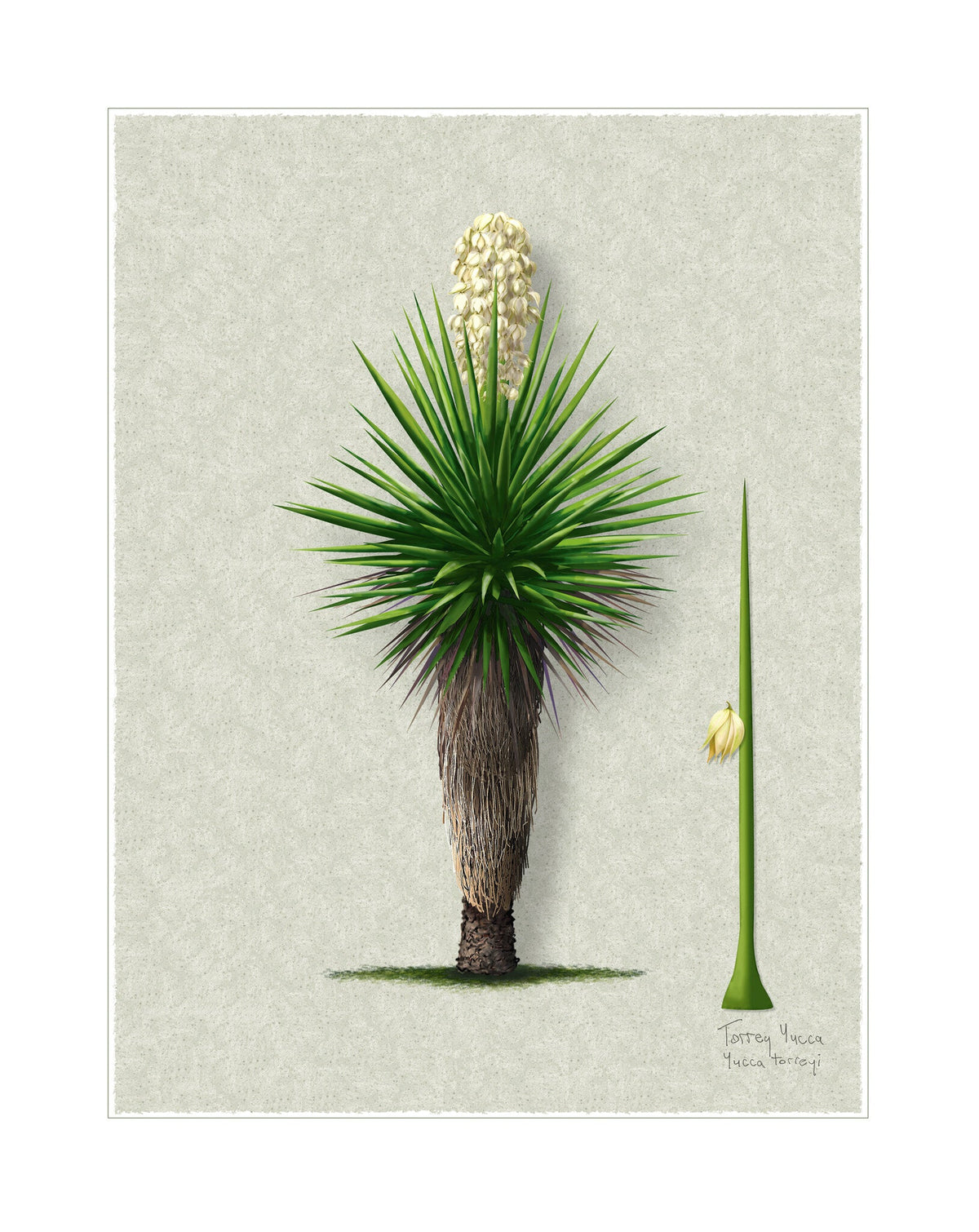Torrey Yucca botanical illustration by Robert O'Brien