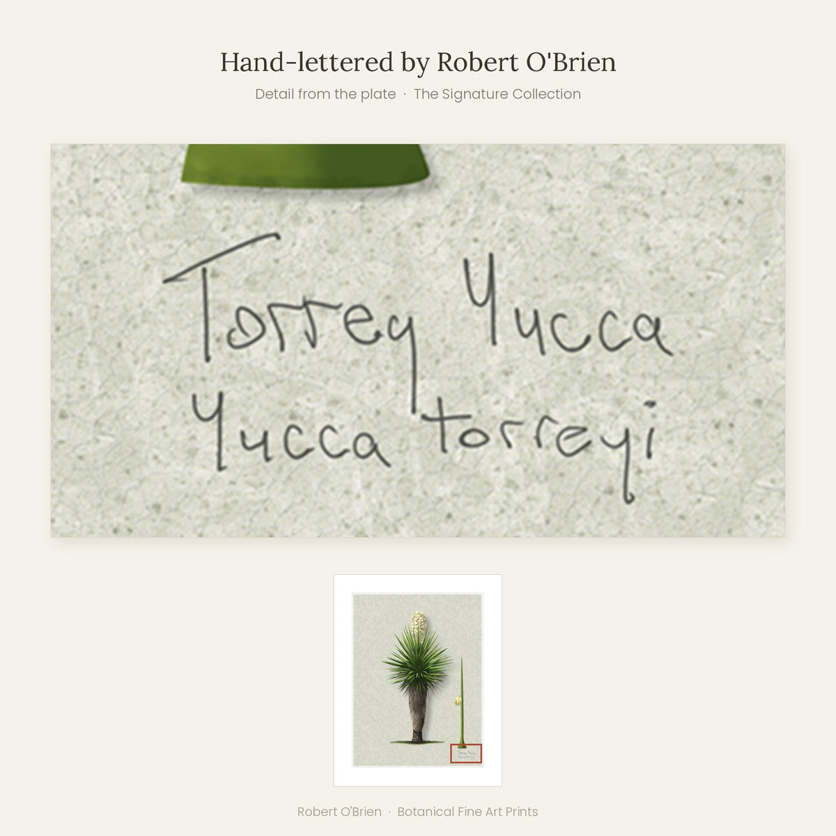 Close-up of Robert O'Brien's hand-lettering on the Torrey Yucca plate
