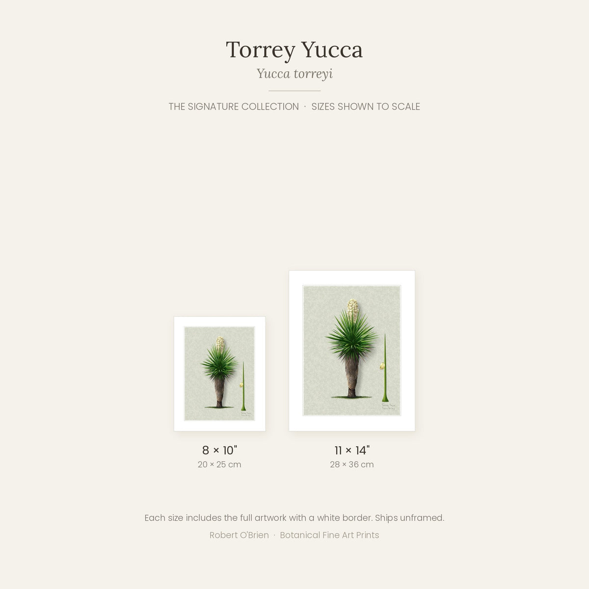 Torrey Yucca print sizes shown to scale: 8x10 and 11x14