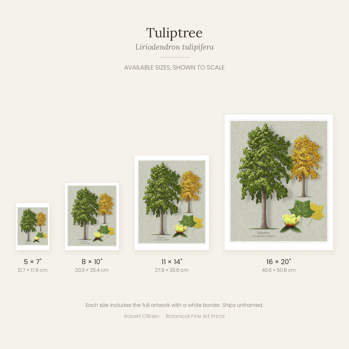 Tuliptree print in 5x7, 8x10, 11x14 and 16x20 inch sizes, shown to scale