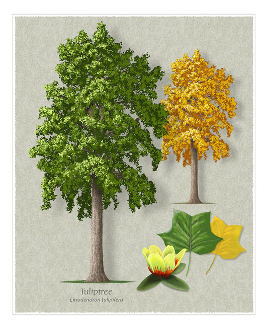 Tuliptree botanical illustration by Robert O'Brien
