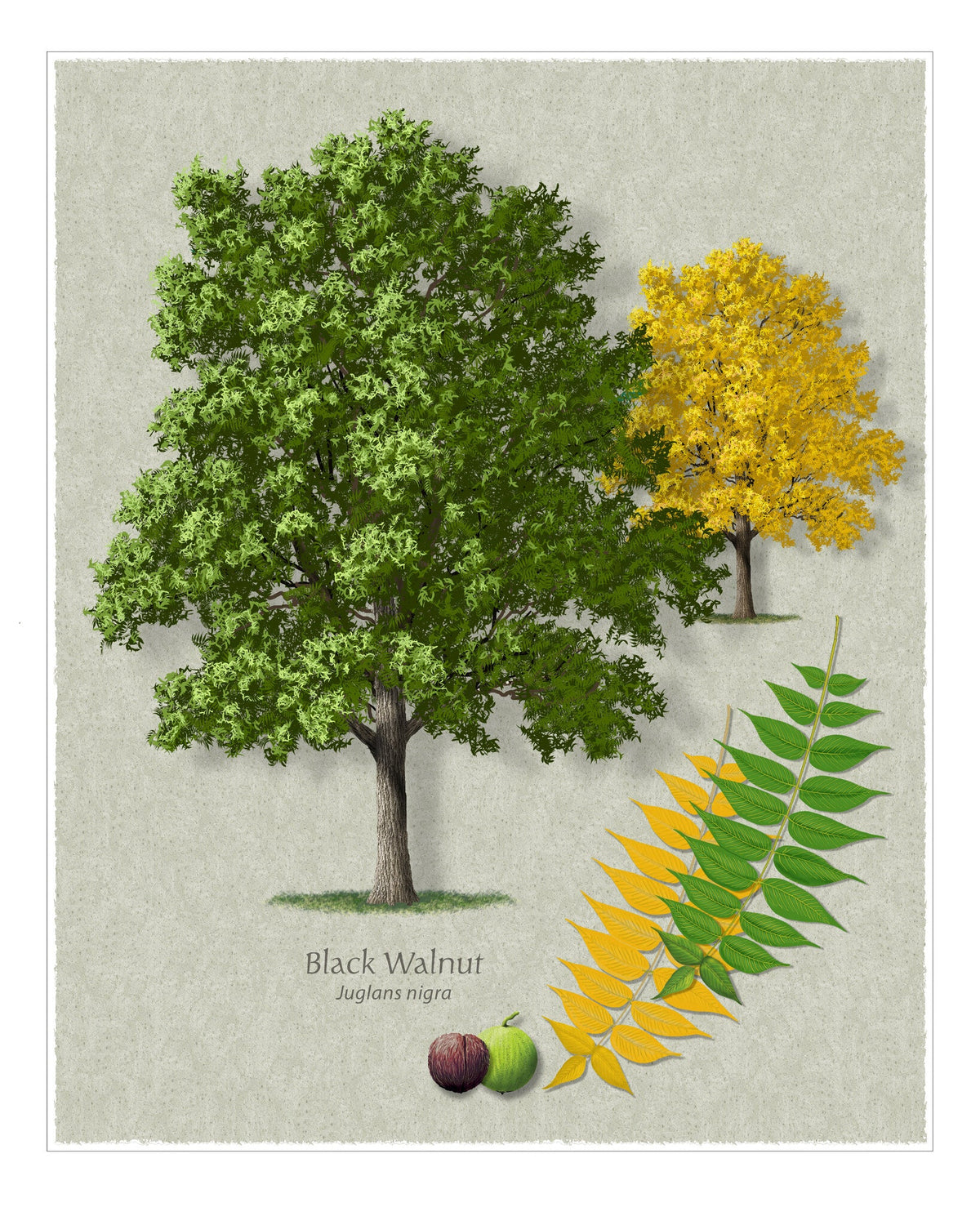Black Walnut botanical illustration by Robert O'Brien