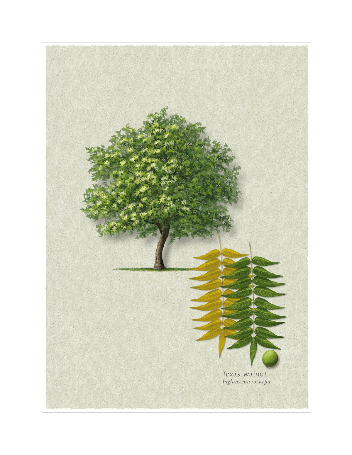 Little Walnut botanical illustration by Robert O'Brien