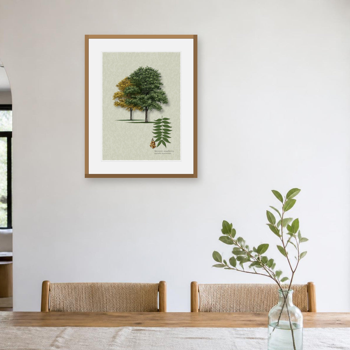 Western Soapberry botanical print by Robert O'Brien shown framed on a wall (frame not included)