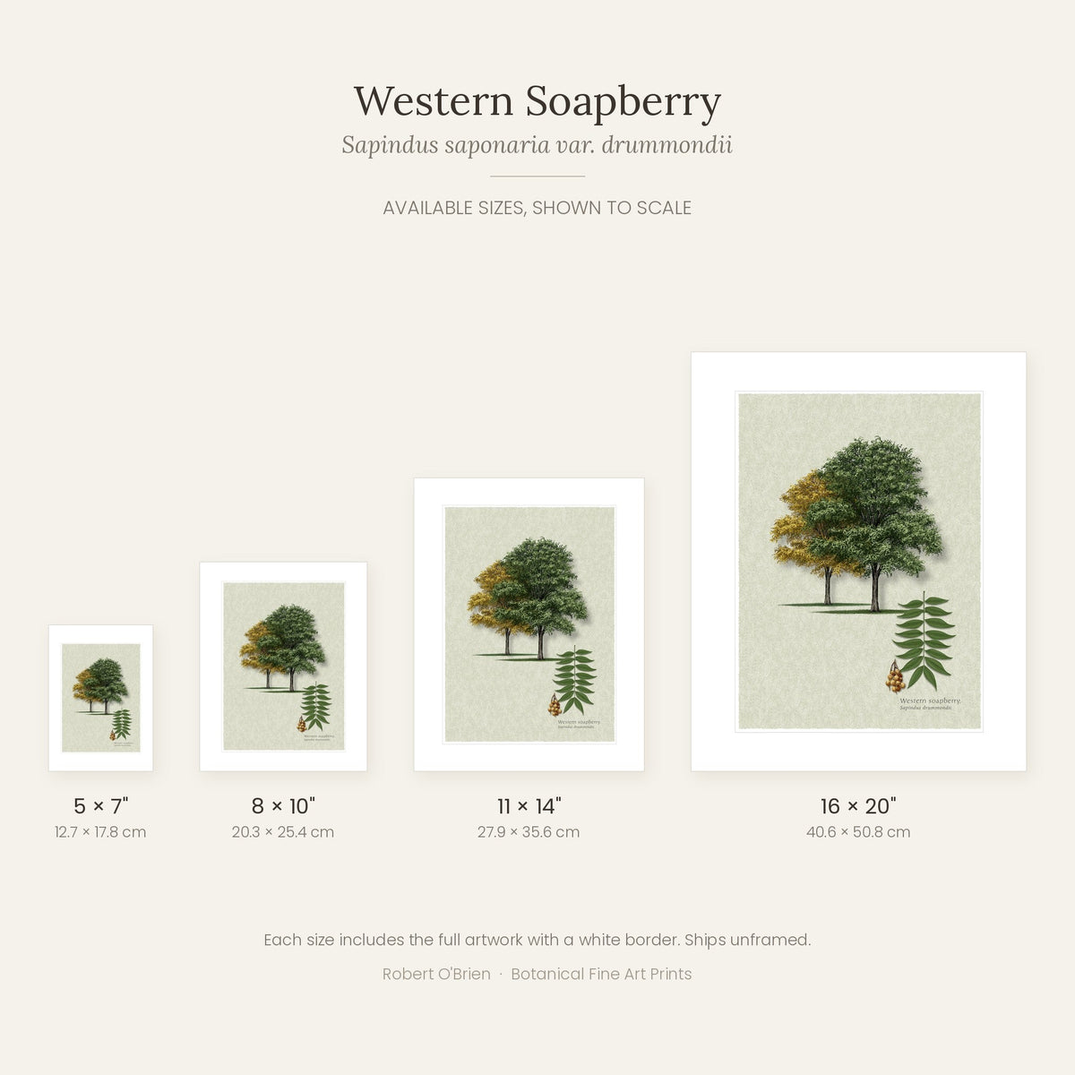 Western Soapberry print in 5x7, 8x10, 11x14 and 16x20 inch sizes, shown to scale