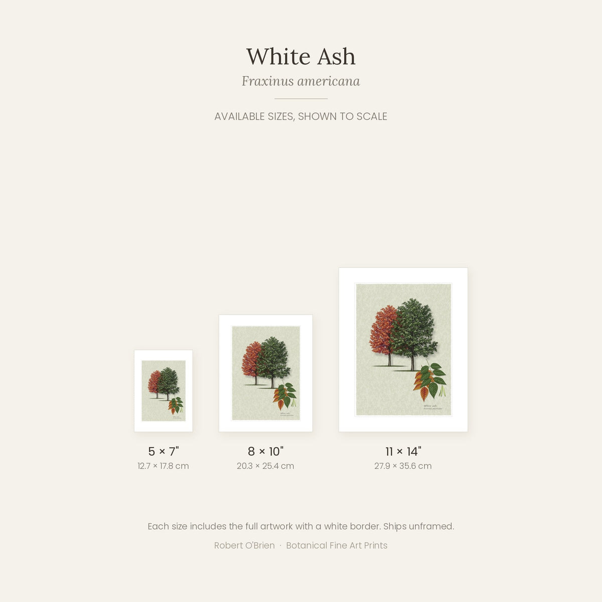 White Ash print in 5x7, 8x10 and 11x14 inch sizes, shown to scale