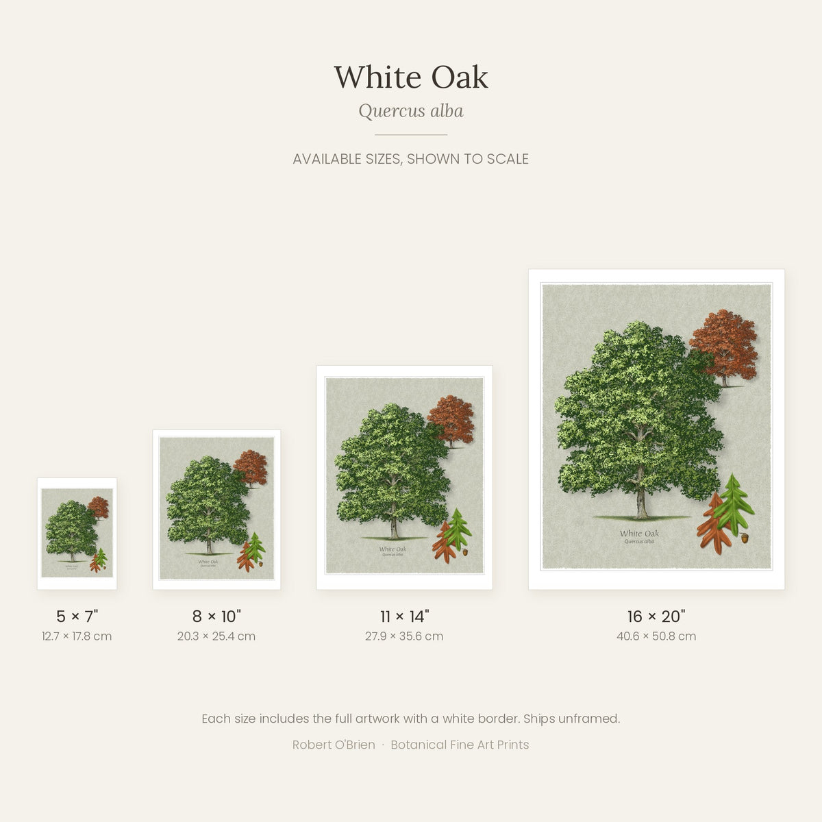 White Oak print in 5x7, 8x10, 11x14 and 16x20 inch sizes, shown to scale