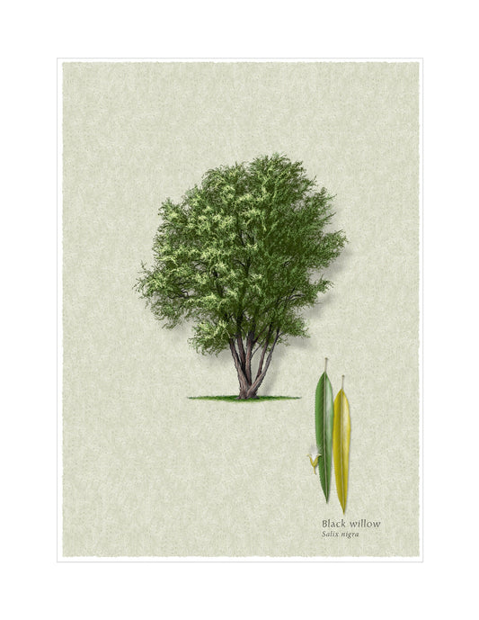 Black Willow botanical illustration by Robert O'Brien