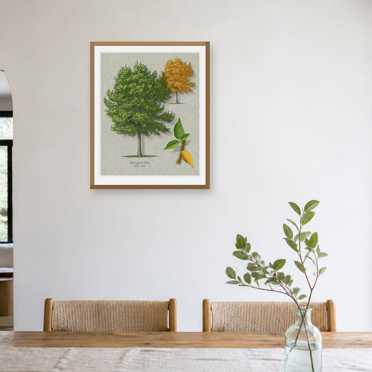 Winged Elm botanical print by Robert O'Brien shown framed on a wall (frame not included)