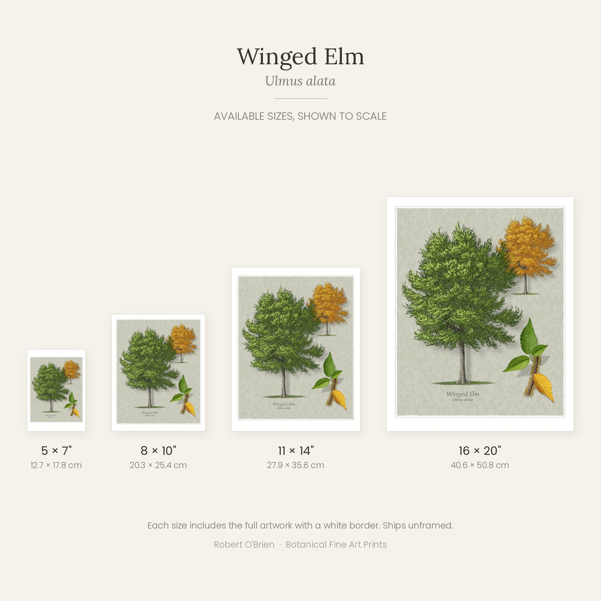 Winged Elm print in 5x7, 8x10, 11x14 and 16x20 inch sizes, shown to scale
