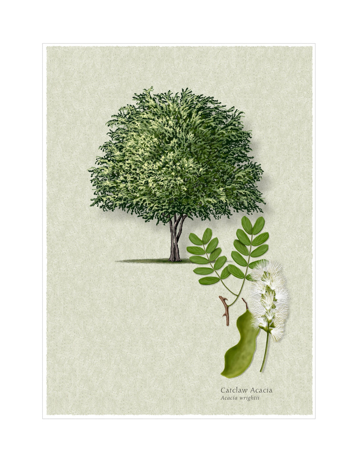 Wright Acacia botanical illustration by Robert O'Brien