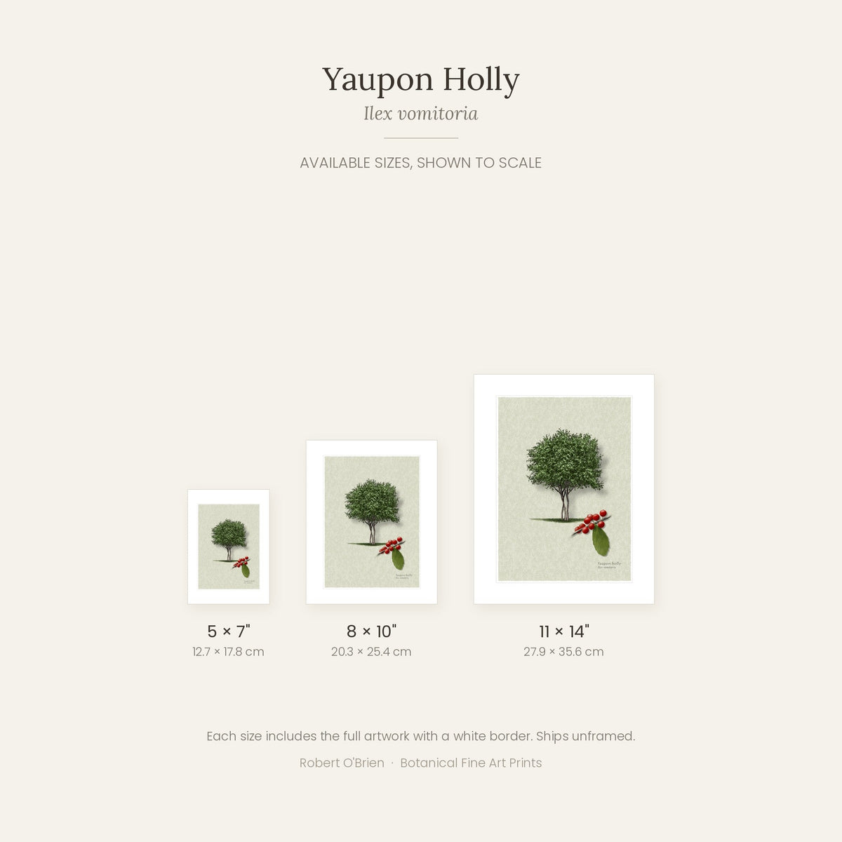 Yaupon Holly print in 5x7, 8x10 and 11x14 inch sizes, shown to scale